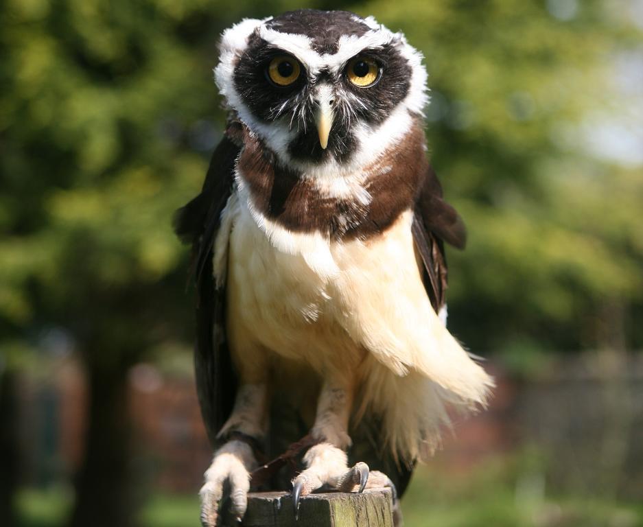 Exmoor Owl & Hawk Centre Bed & Breakfast Bossington Eksteriør bilde